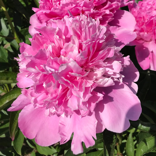 Paeonia lactiflora 'Philomele' (Peony)