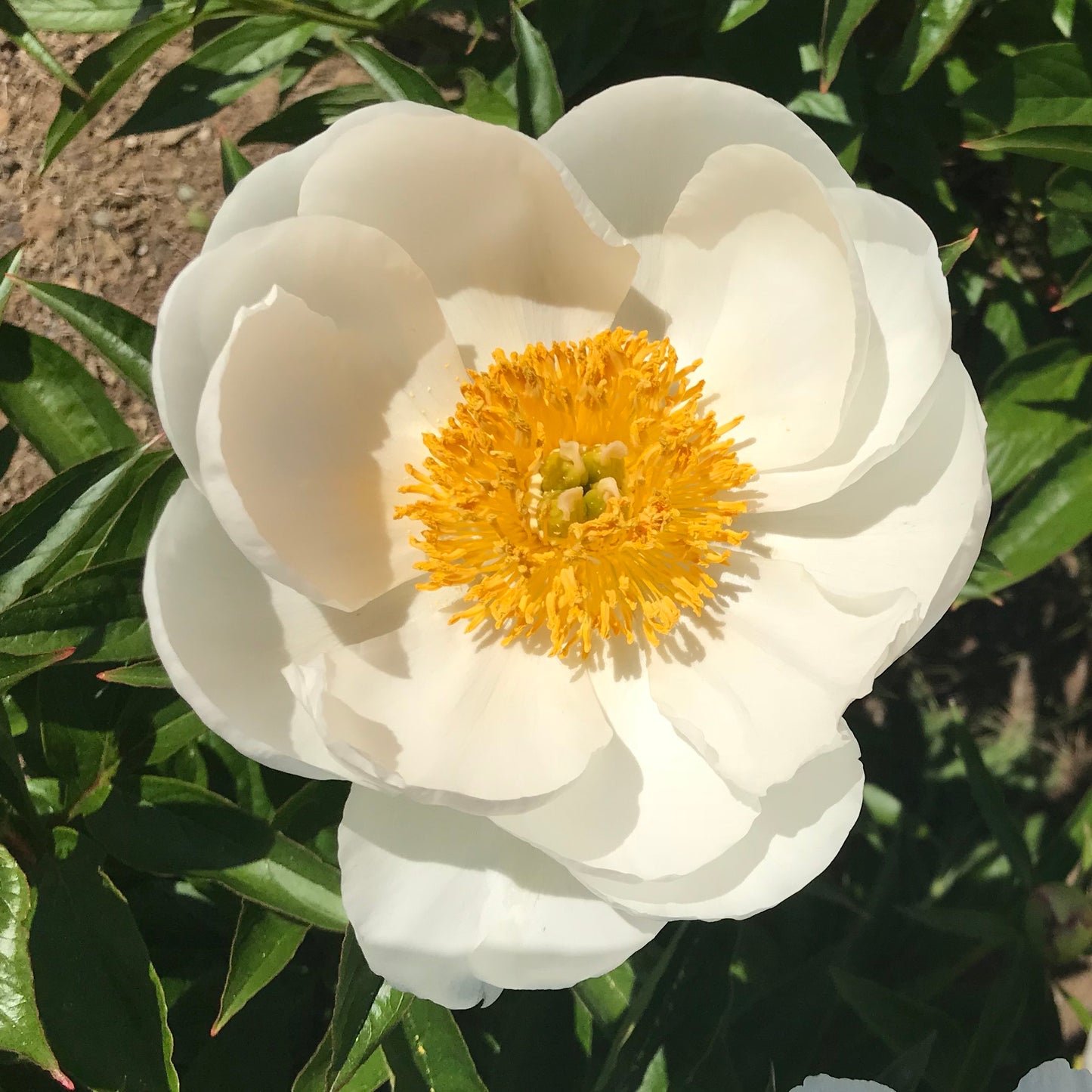 Paeonia lactiflora 'White Wings'