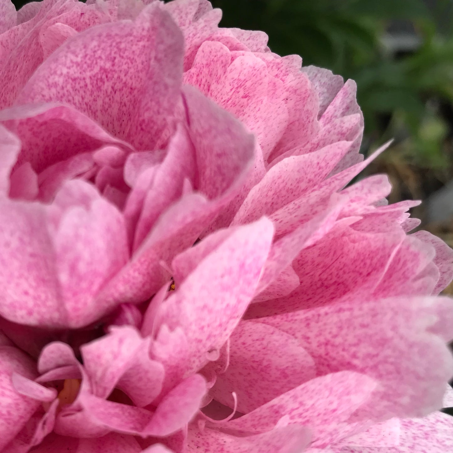 Paeonia lactiflora 'The Fawn' (Peony)