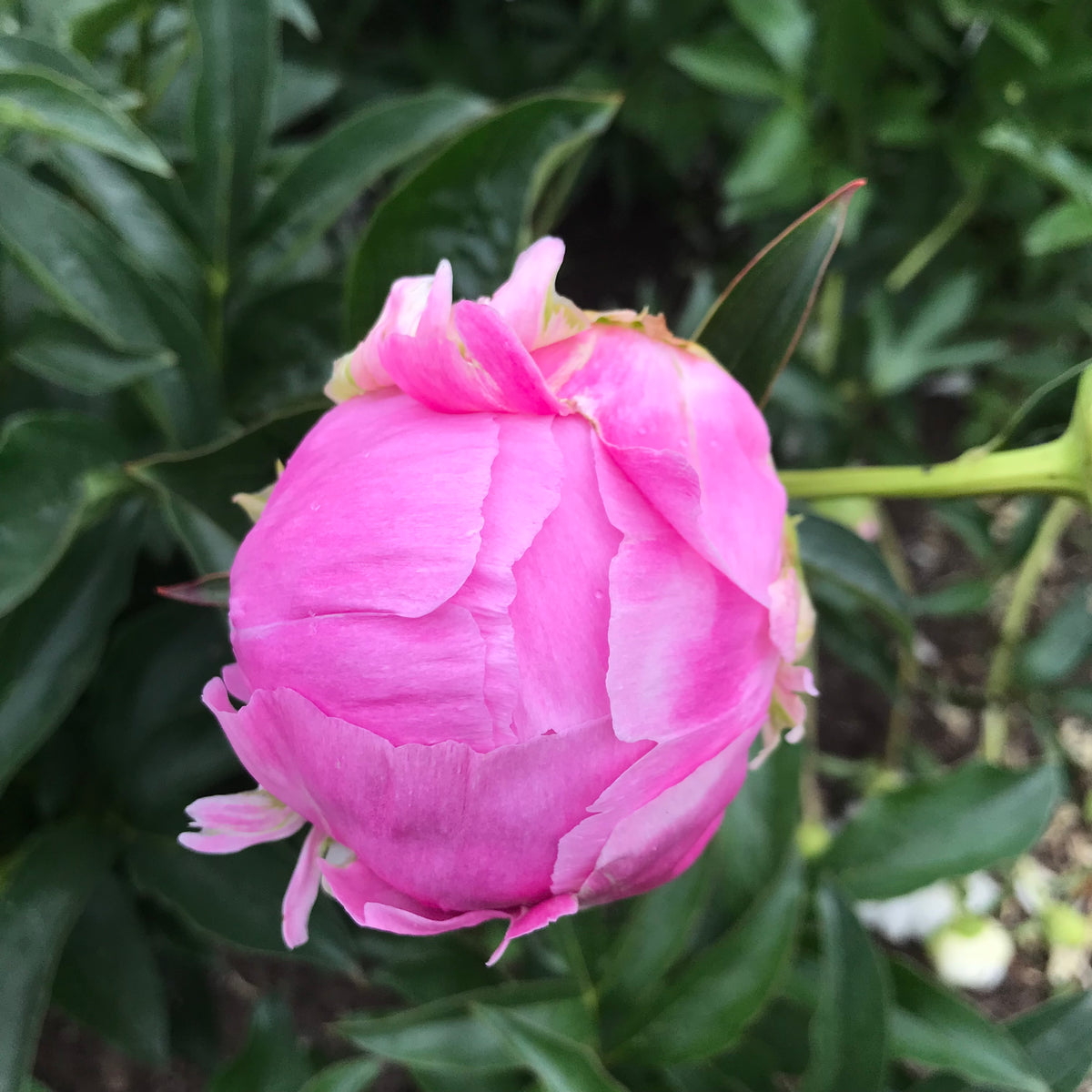 Paeonia lactiflora 'Jacorma' (Peony)