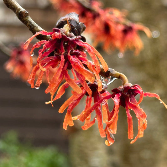 Hamamelis x intermedia 'Diane' (Witch Hazel)