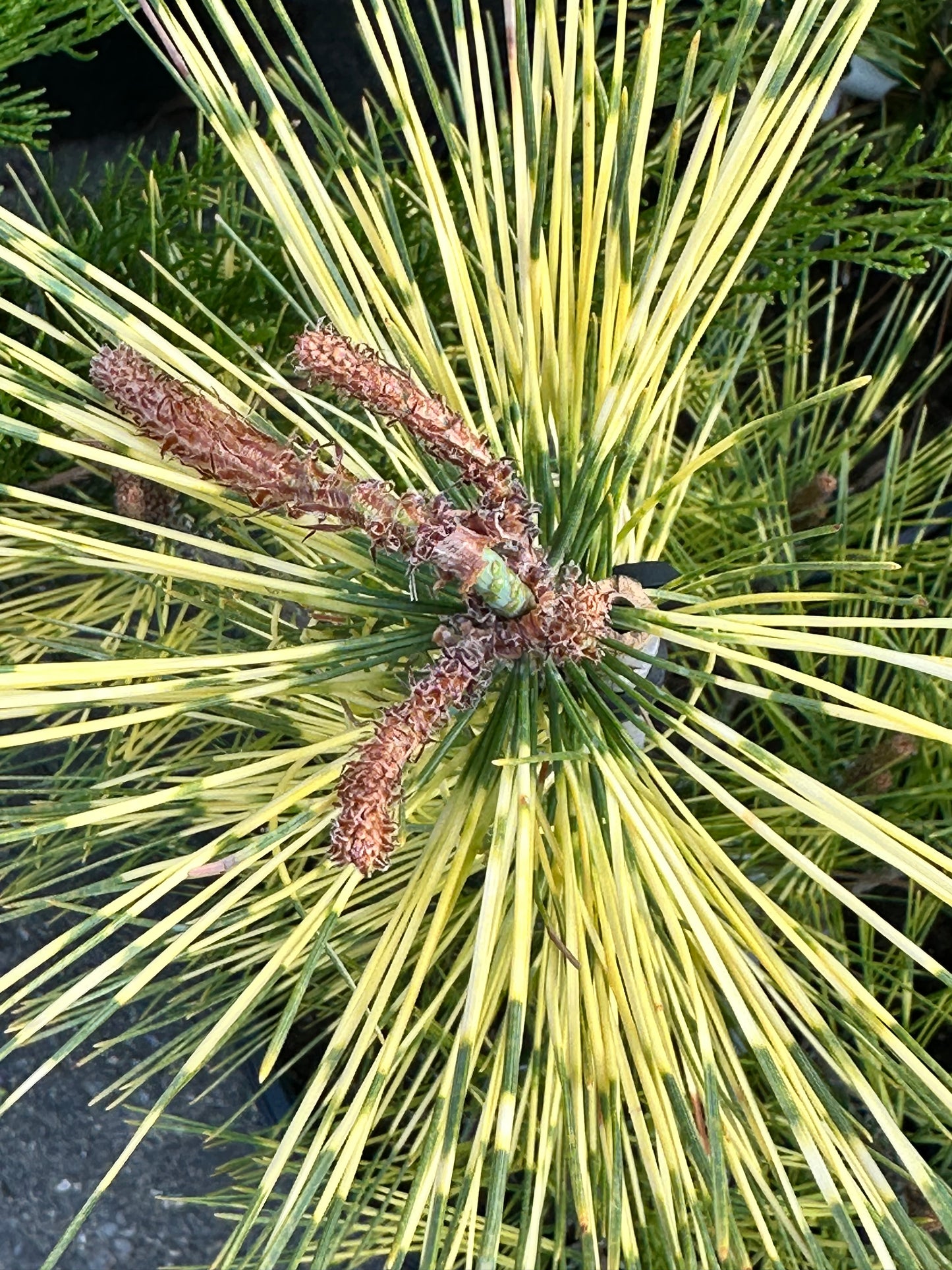 Pinus densiflora 'Oculus Draconis' (Dragon's-eye Pine)
