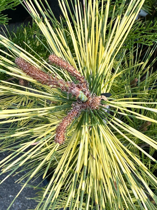 Pinus densiflora 'Oculus Draconis' (Dragon's-eye Pine)