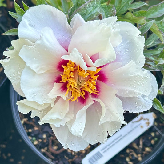 Paeonia Itoh 'Cora Louise' (Peony)