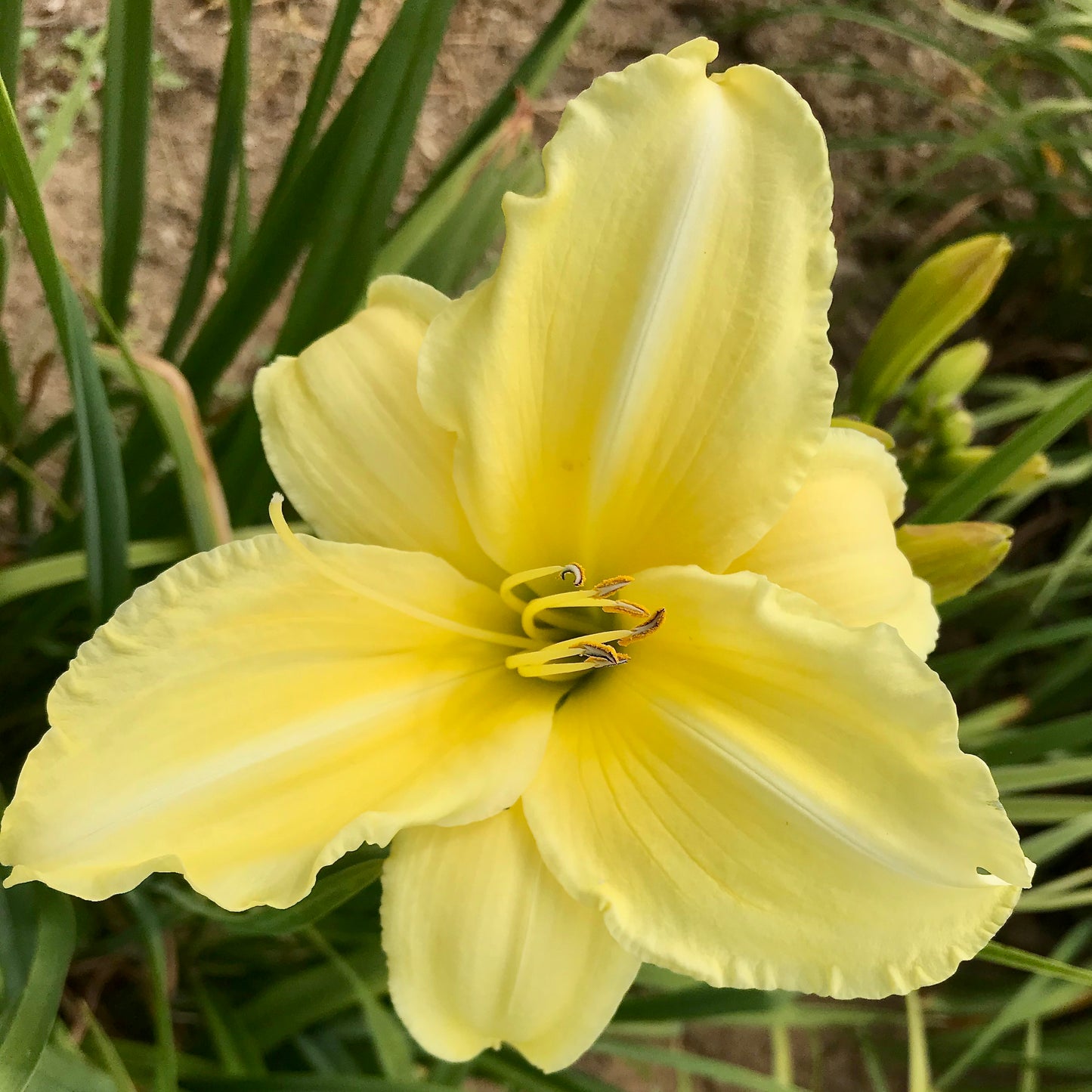 Hemerocallis 'Gauzy Wing'