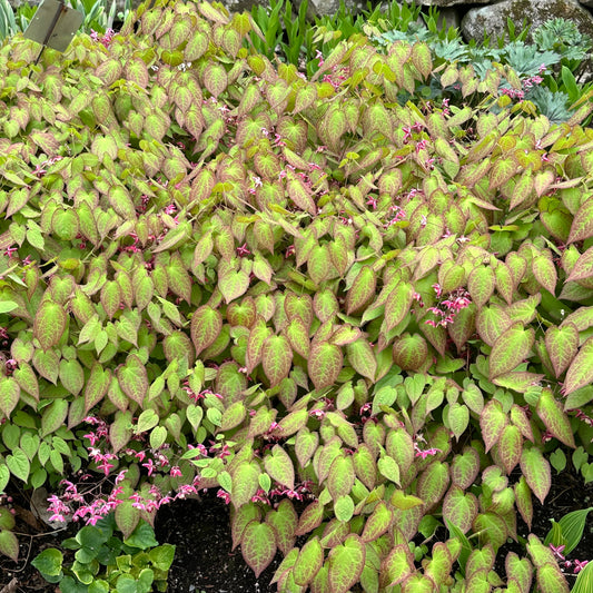 Epimedium grandiflorum 'Purple Prince'