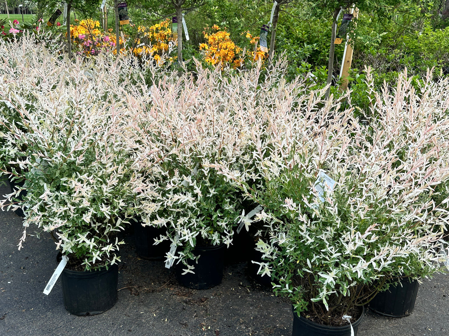 Salix integra 'Hakura Nishiki'   - Dappled Willow