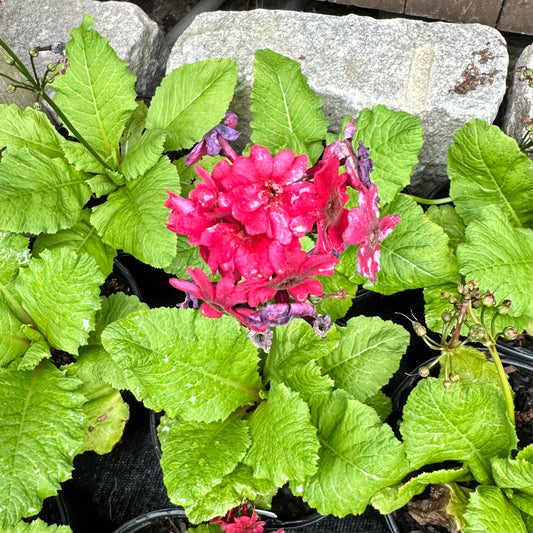 Primula japonica 'Mixed' (Primrose)