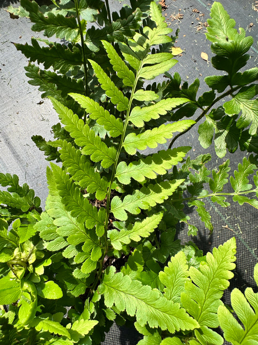 Dryopteris x australis (Dixie Wood Fern)