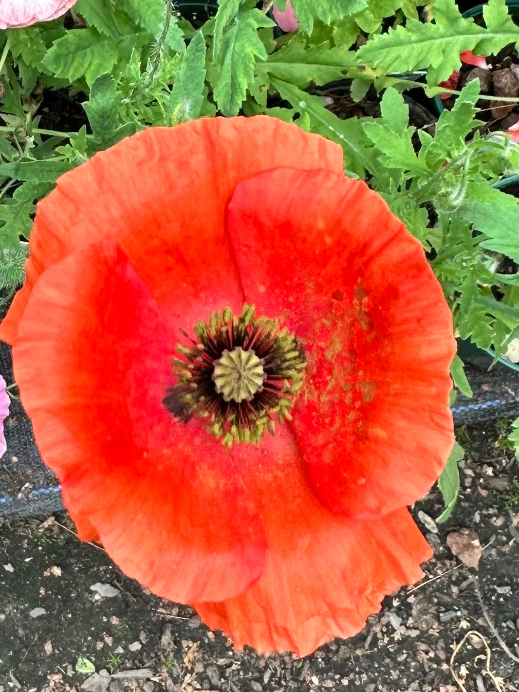 Papaver nudicaule (Iceland Poppy)