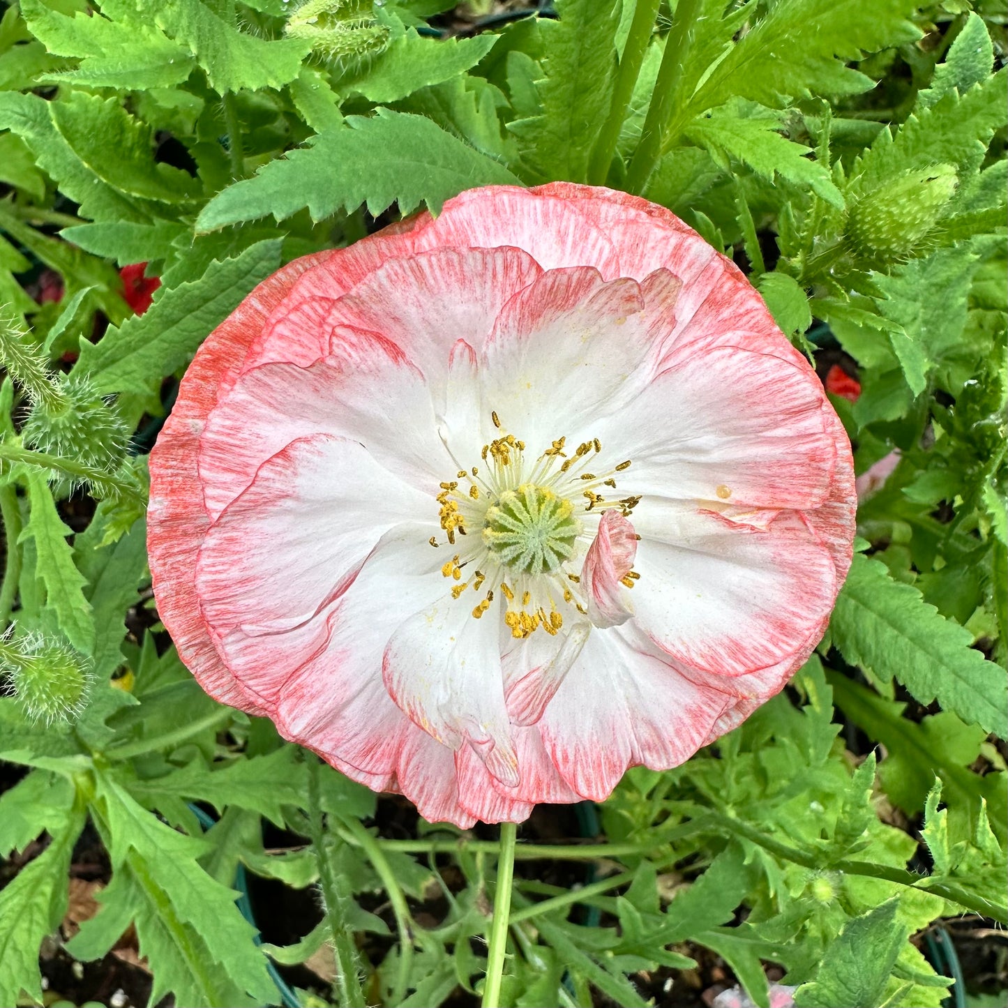 Papaver nudicaule (Iceland Poppy)