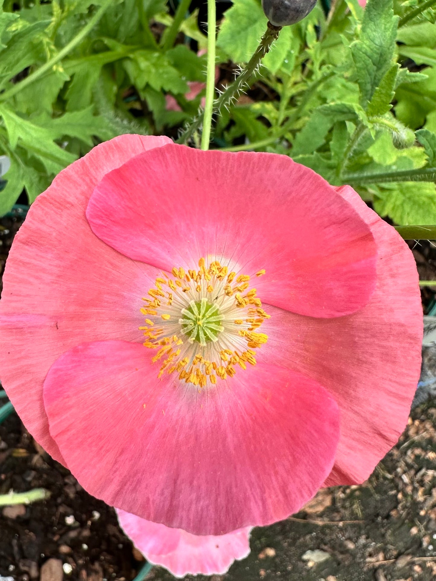 Papaver nudicaule (Iceland Poppy)