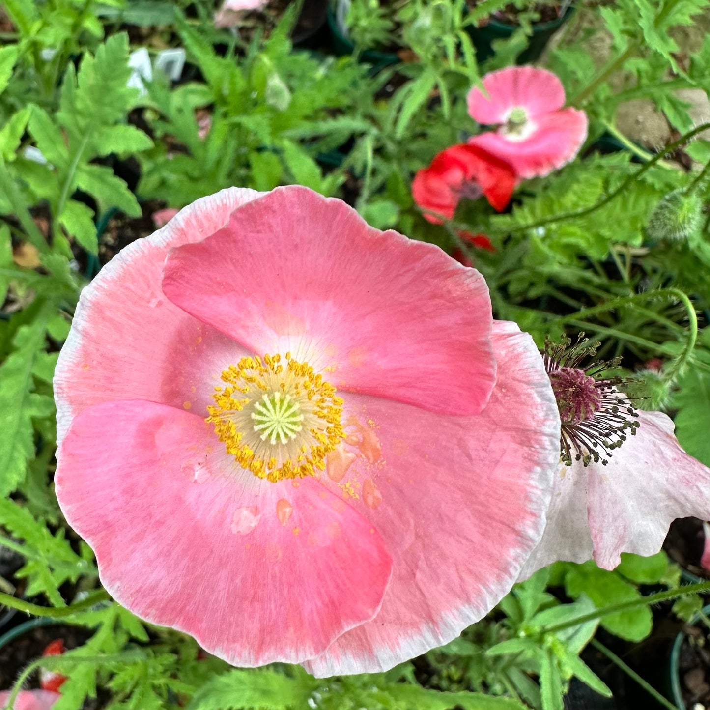 Papaver nudicaule (Iceland Poppy)