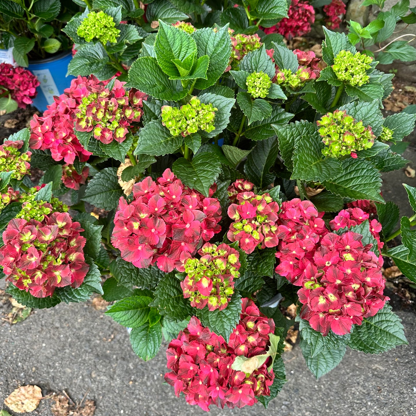 Hydrangea macrophylla 'Cherry-Go-Round'™ (Bigleaf hydrangea)