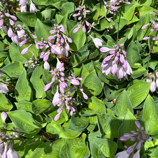 Hosta 'Pearl Lake'