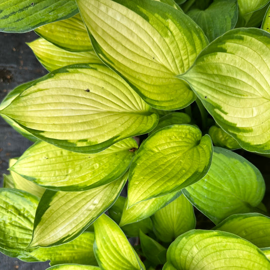 Hosta 'Janet'