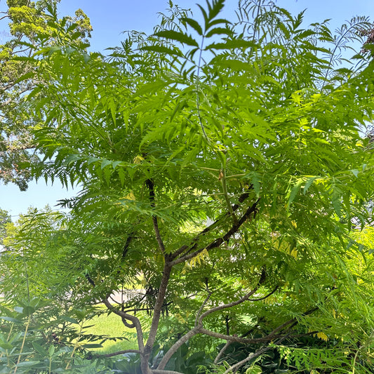 Rhus typhina 'Tiger Eyes' - Staghorn Sumac