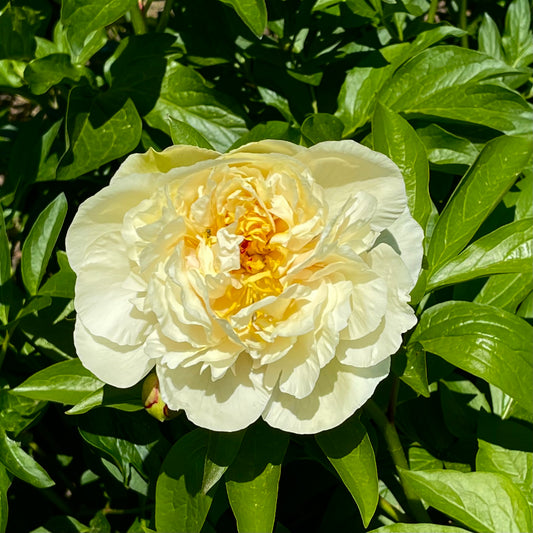 Paeonia 'Sunny Girl' (Peony)