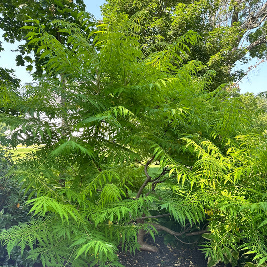 Rhus typhina 'Tiger Eyes' - Staghorn Sumac