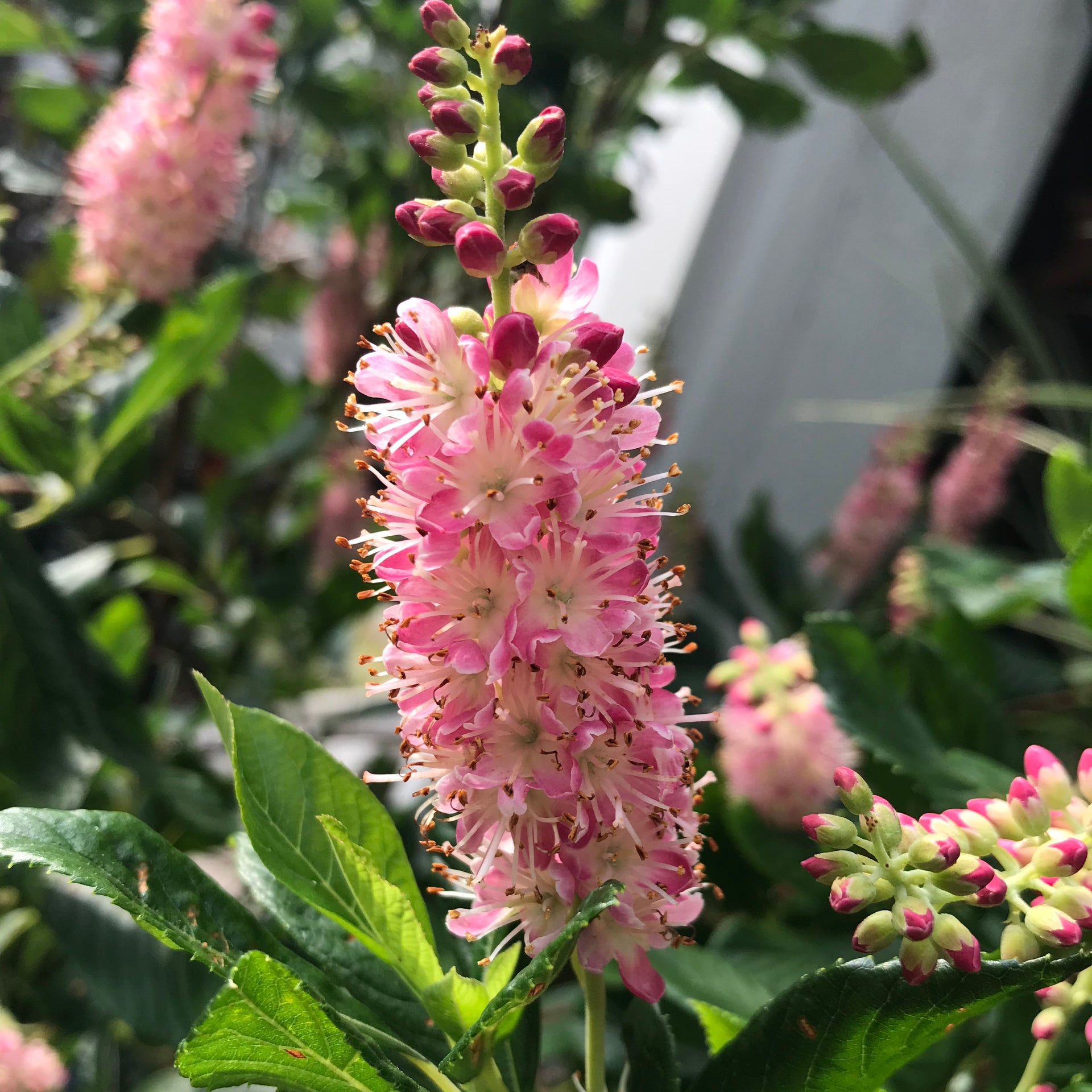Ruby Spice Summersweet Shrub - Jumbo | Clethra alnifolia 'Ruby Spice' | Pink | Zone 4-9 | Full Sun