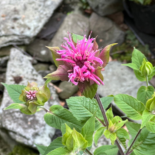 Monarda didyma 'Croftway Pink' (Bee Balm)