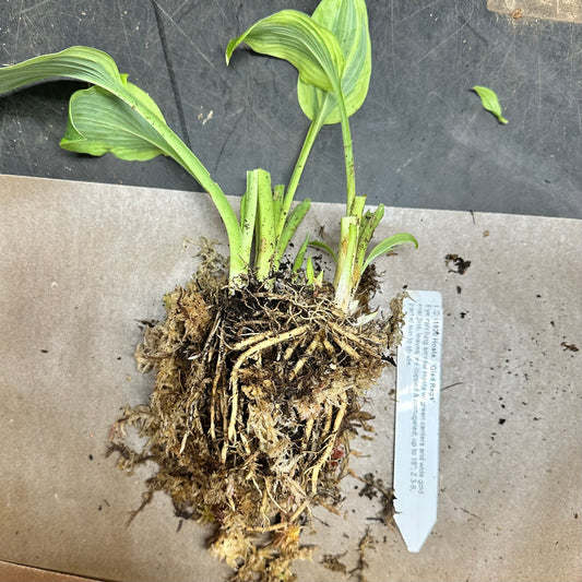 Hosta 'Glad Rags'