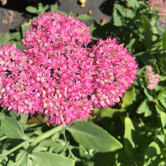 Sedum x `Abbey Dore'