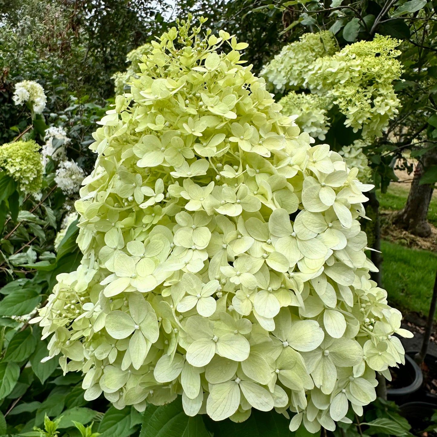 Hydrangea paniculata 'Limelight'