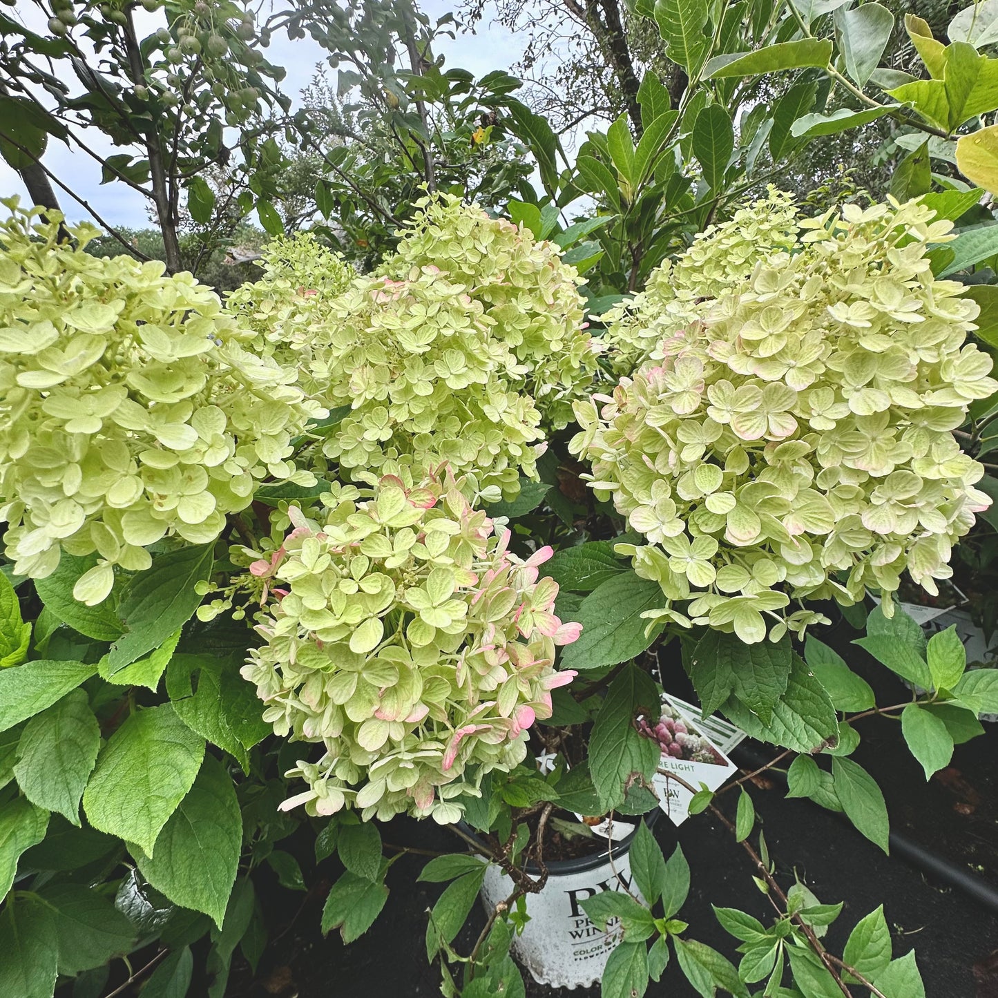 Hydrangea paniculata 'Fire Light Tidbit' - (Shrub)