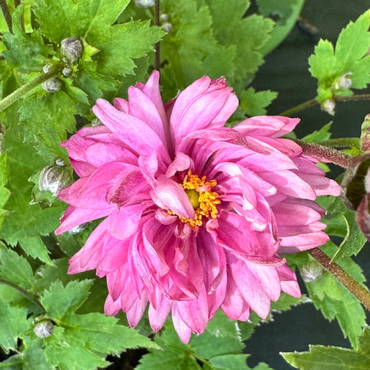 Anemone japonica PUFF 'Pink' (Japanese Windflower)