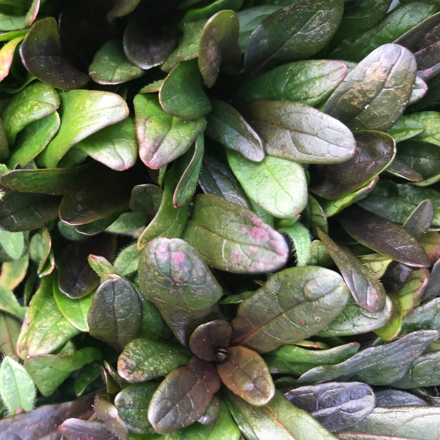 Ajuga reptans 'Chocolate Chip'