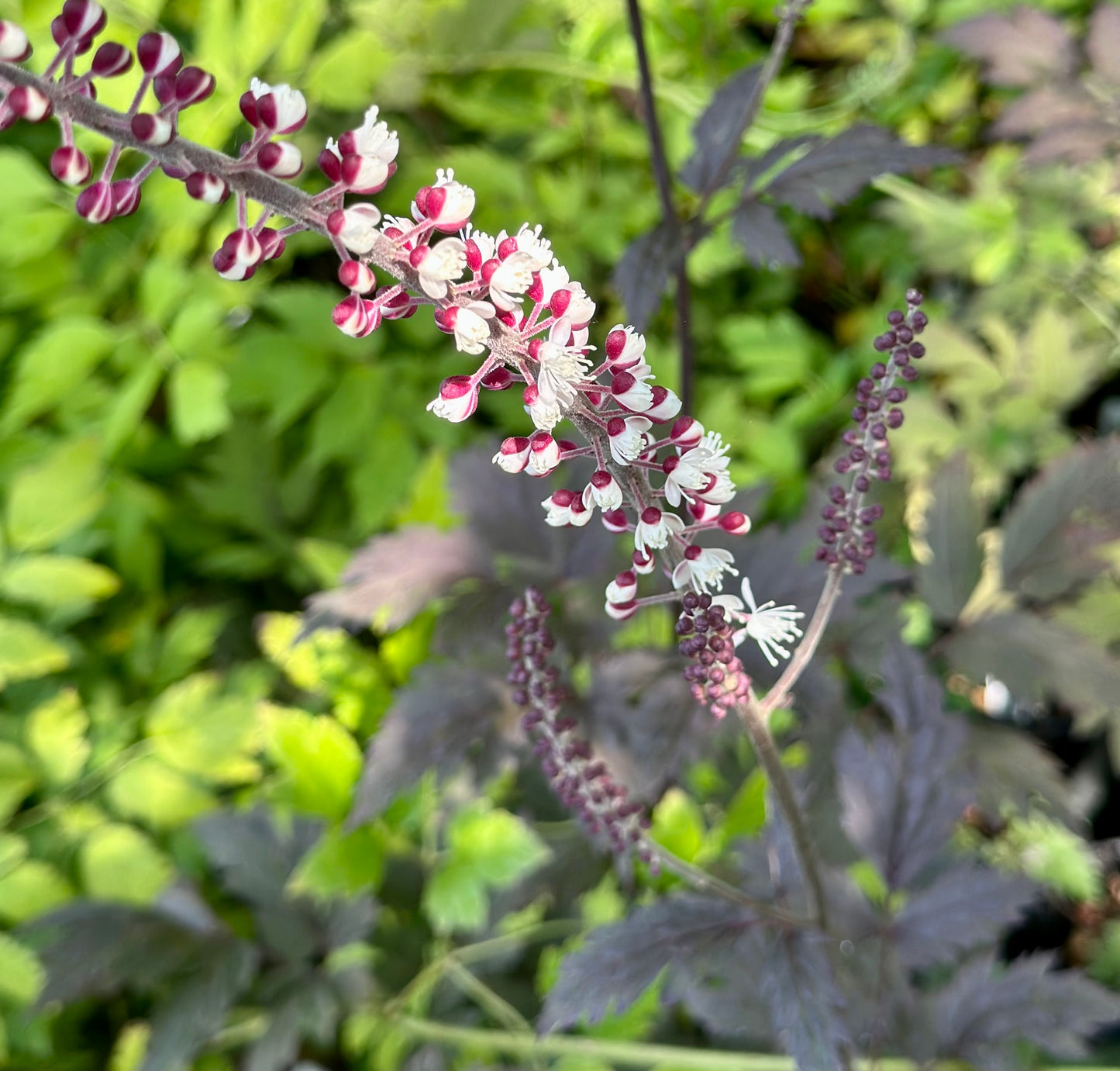 Actaea 'Chocoholic' (Cimicifuga, Baneberry, Snakeroot)