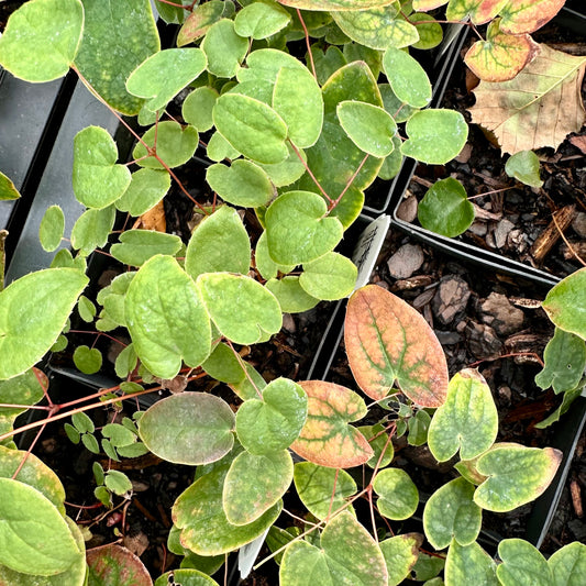 Epimedium x youngianum ‘Capella’