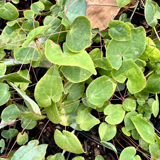 Epimedium x youngianum 'Freckles'