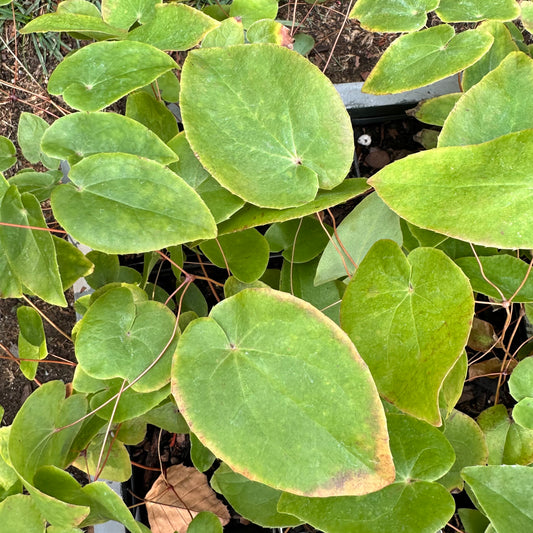 Epimedium x versicolor 'Cherry Tart'