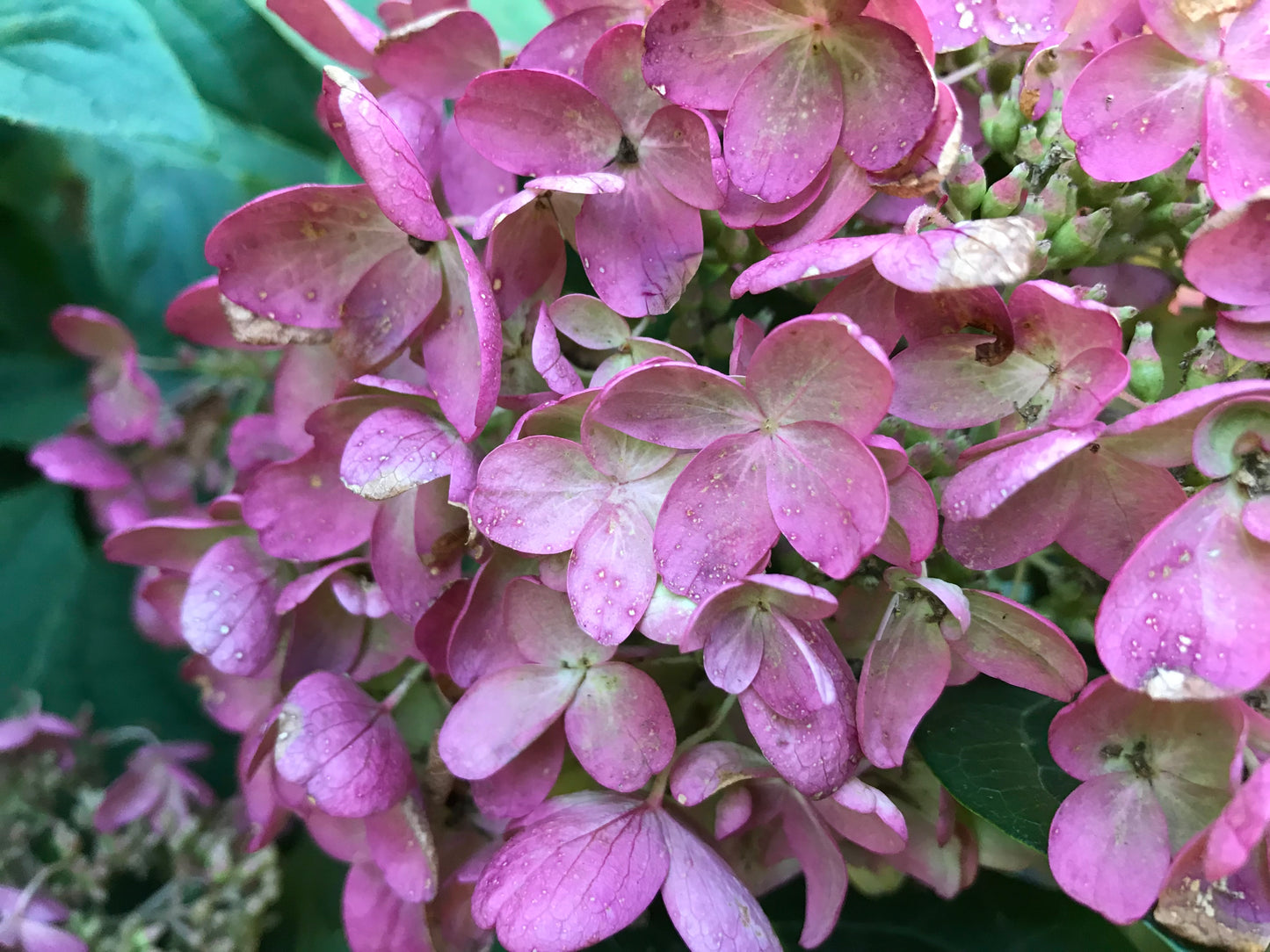Hydrangea paniculata 'Tickled Pink'