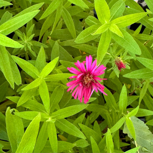 Aster novae-angliae 'Alma Potschke'