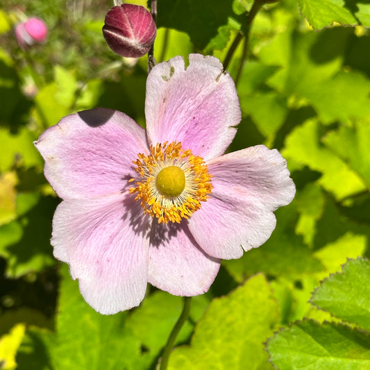 Anemone x hybrida 'September Charm'