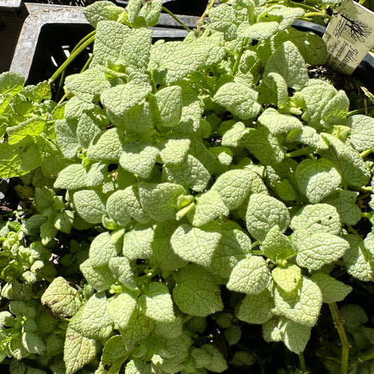 Lamium maculatum 'White Nancy' (Dead Nettle)