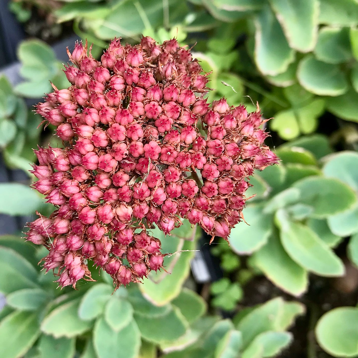 Sedum x  'Autumn Charm' or 'Lajos'