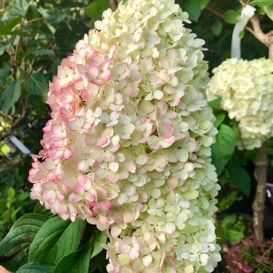 Hydrangea paniculata 'Bobo' - (Dwarf Shrub)