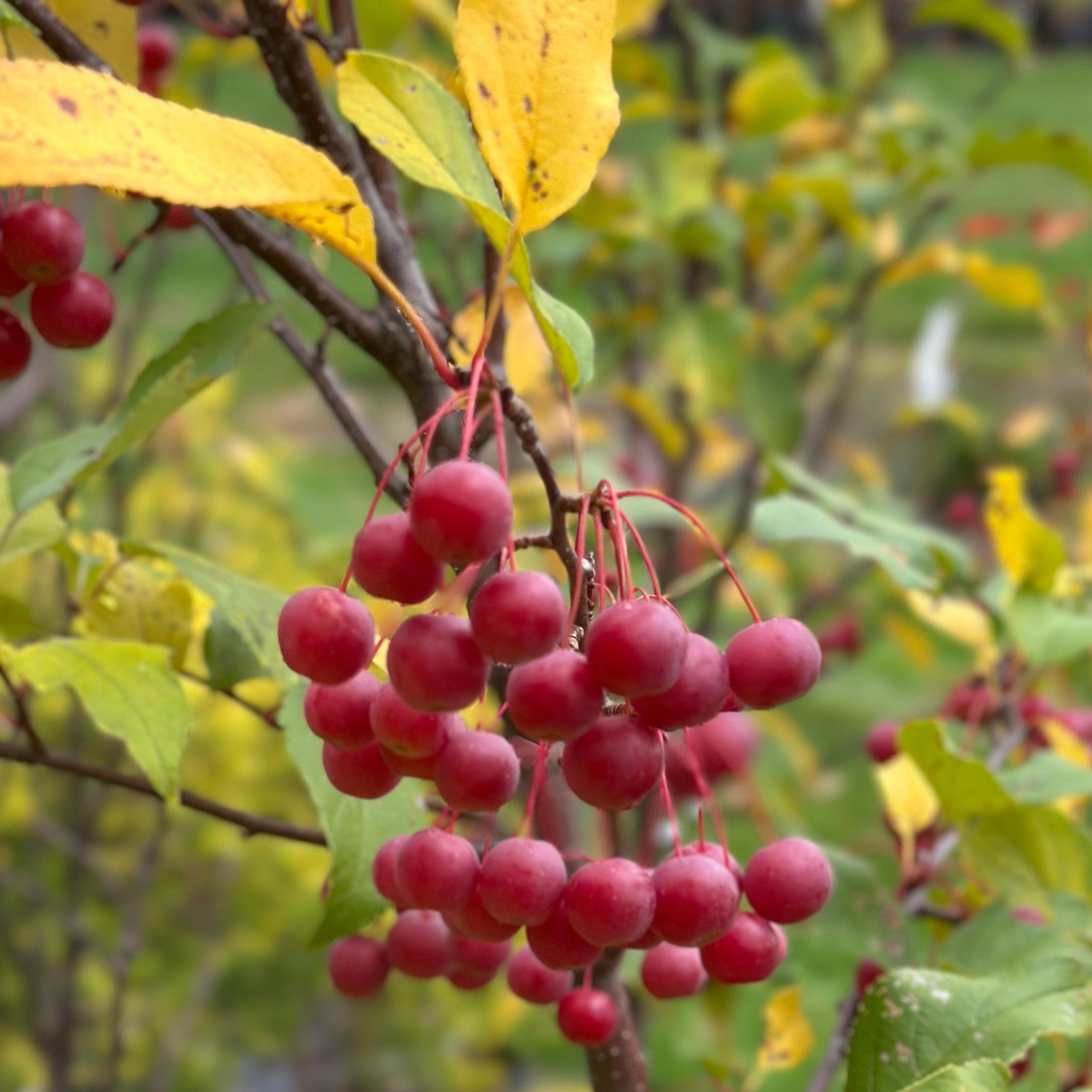 Malus 'Pink Sparkles' (Crabapple) – Fieldstone Gardens Inc