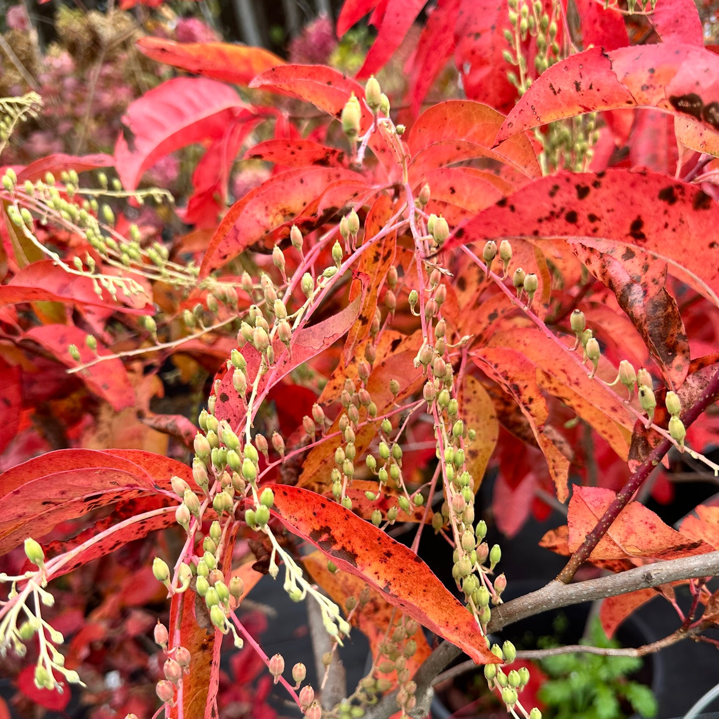 Oxydendrum arboreum (Sourwood) tree
