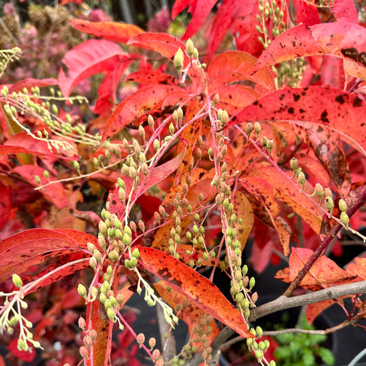 Oxydendrum arboreum (Sourwood) tree
