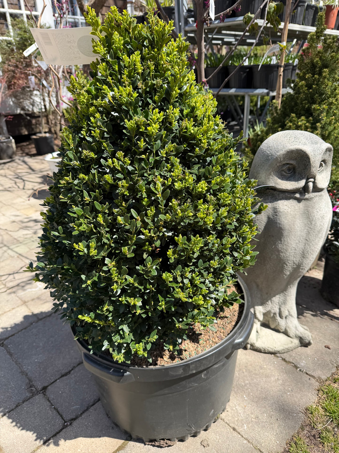 Buxus 'Green Mountain' - Boxwood