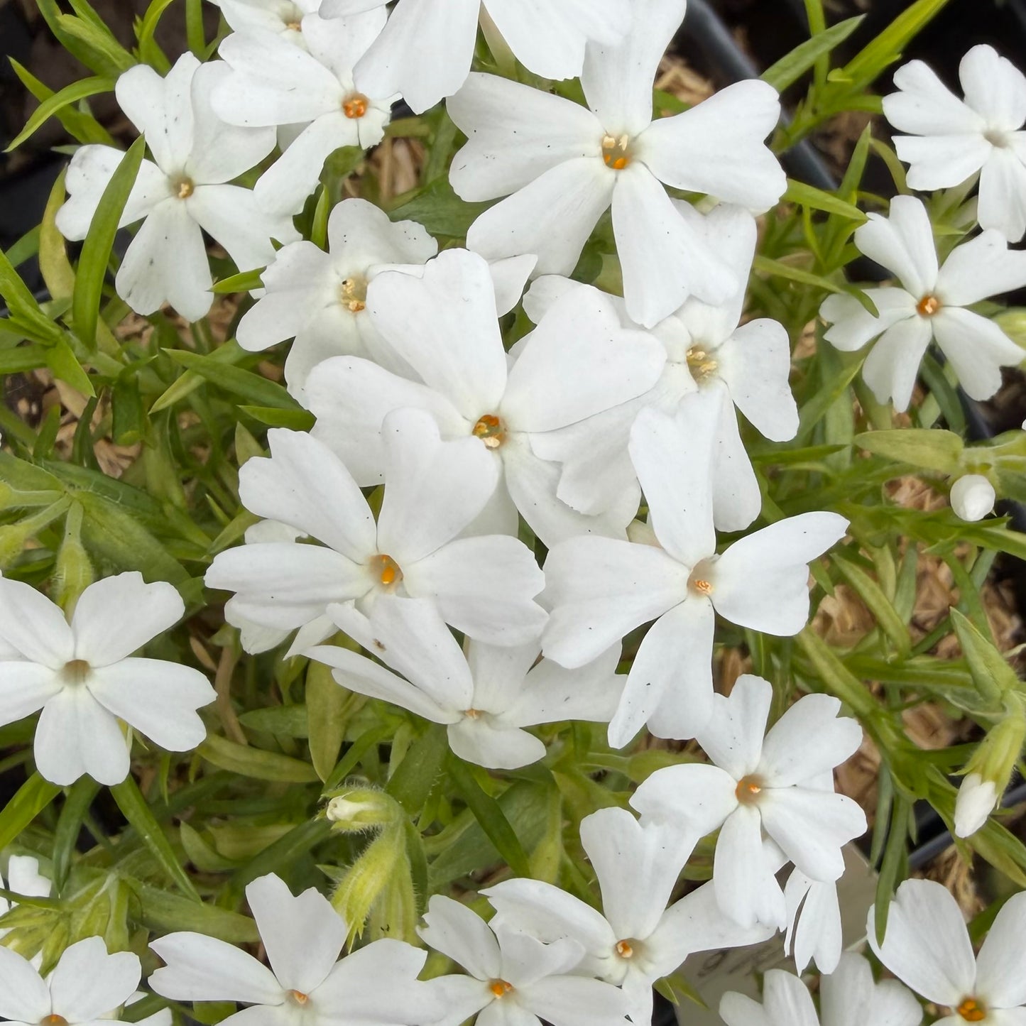 Phlox subulata ‘Spring Late White’ (Creeping Phlox)