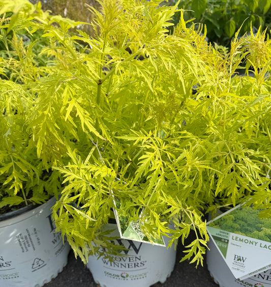 Sambucus ‘Lemony Lace’ (Elderberry)