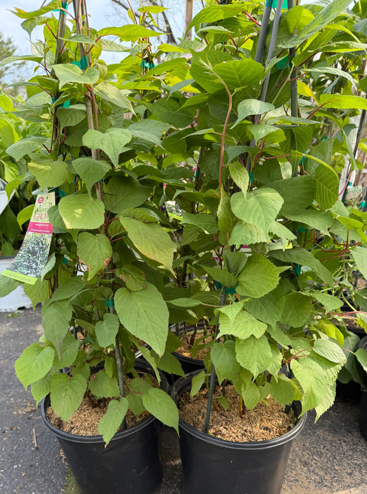 Actinidia kolomikta 'Arctic Beauty' - Variegated Kiwi Vine (Male)