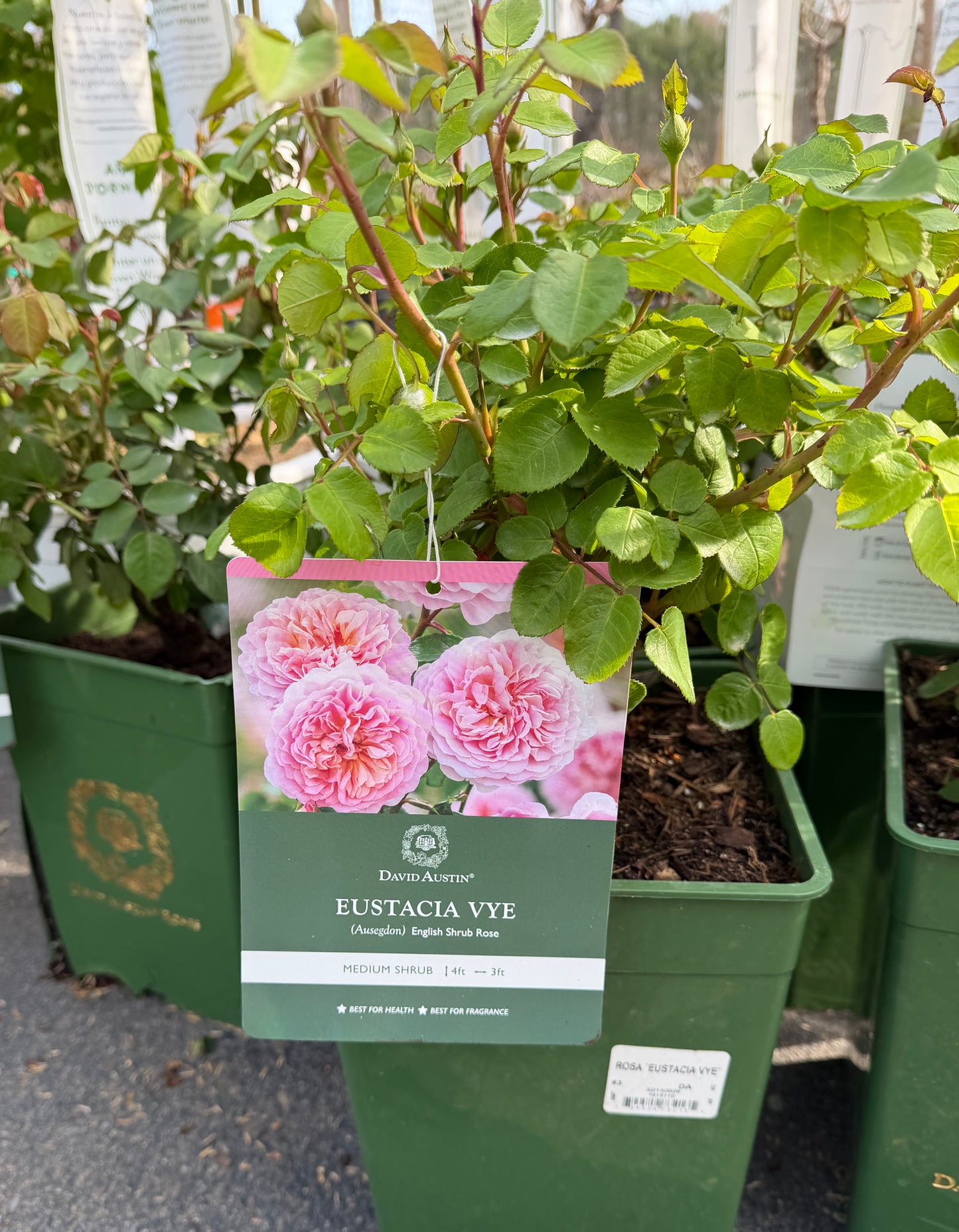 Rosa Eustacia Vye™ ('Ausegdon')