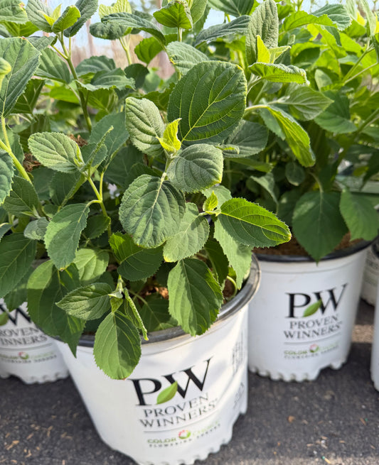 Hydrangea arborescens 'Incrediball'